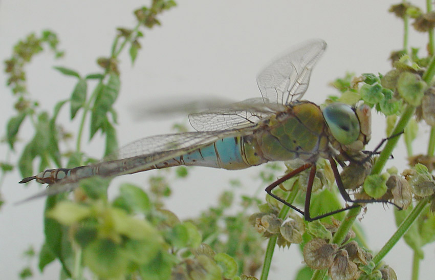 Anax parthenope femmina