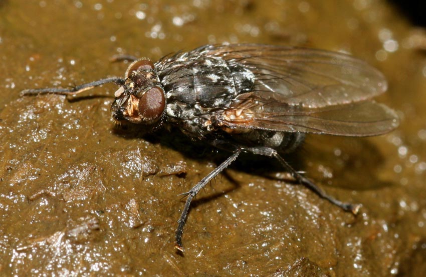 Polietes meridionalis F (Muscidae)