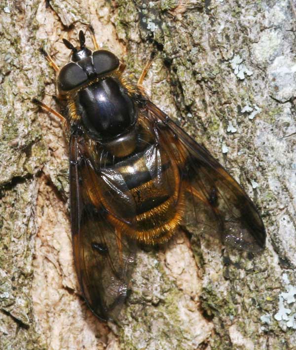 Ferdinandea fumipennis F (Syrphidae)