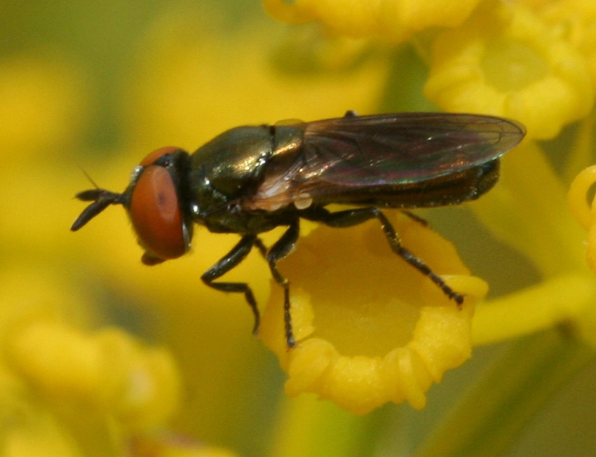 Aiuto identificazione Syrphidae maschio.