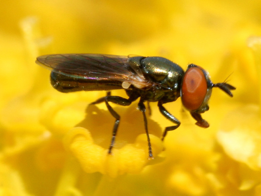 Aiuto identificazione Syrphidae maschio.