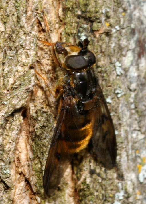 Ferdinandea fumipennis F (Syrphidae)