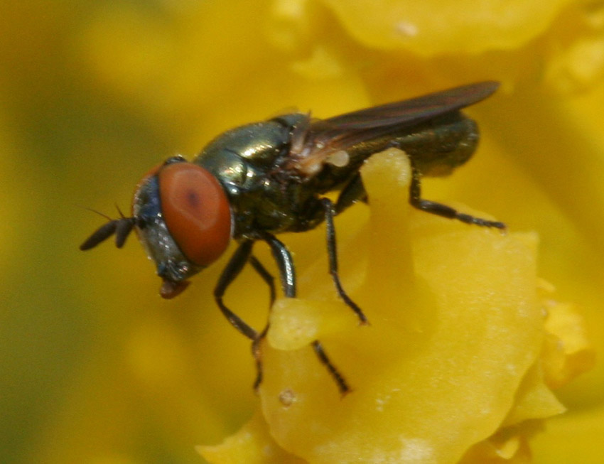 Aiuto identificazione Syrphidae maschio.