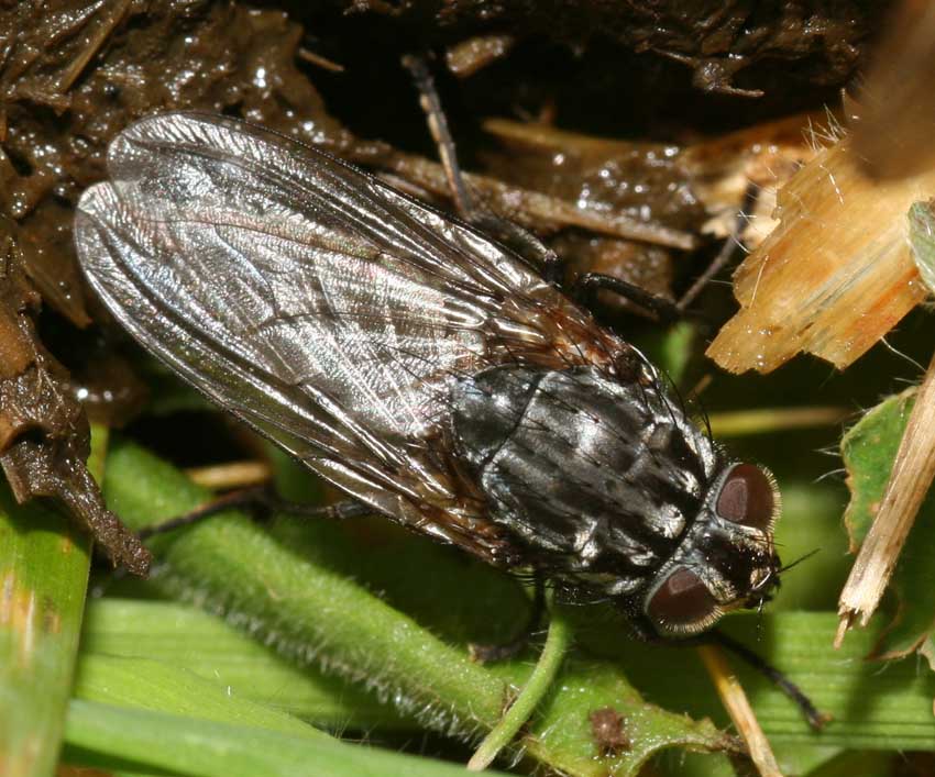 Polietes meridionalis F (Muscidae)