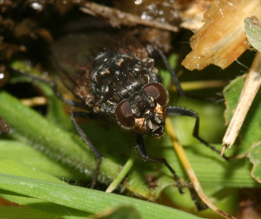 Polietes meridionalis F (Muscidae)