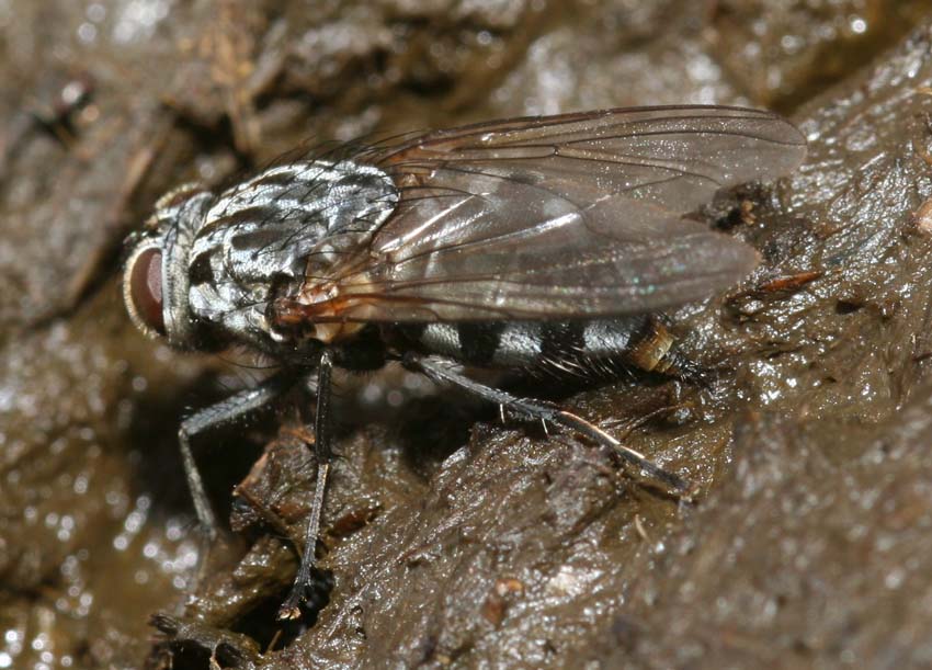 Polietes meridionalis F (Muscidae)