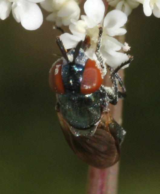 Aiuto identificazione Syrphidae femmina.