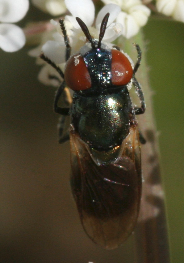 Aiuto identificazione Syrphidae femmina.