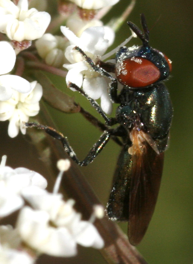 Aiuto identificazione Syrphidae femmina.