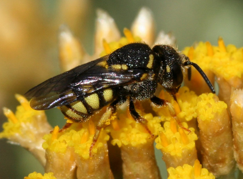 Apidae megachilinae: Stelis signata, parassita di Anthidiellum strigatum