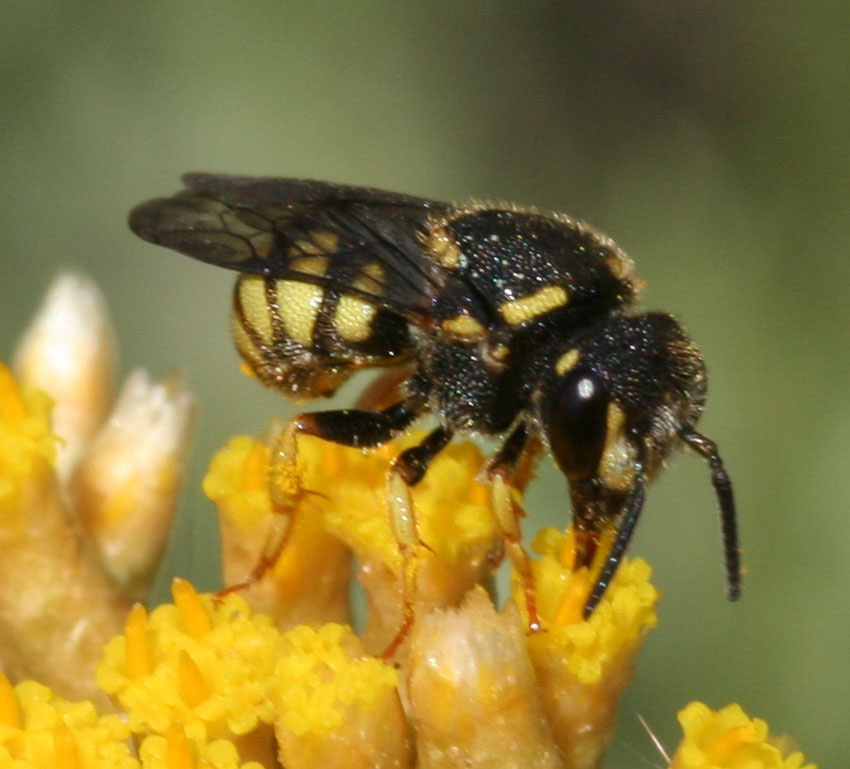 Apidae megachilinae: Stelis signata, parassita di Anthidiellum strigatum