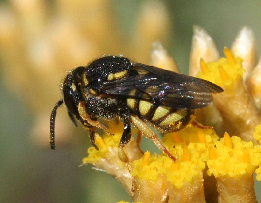 Apidae megachilinae: Stelis signata, parassita di Anthidiellum strigatum