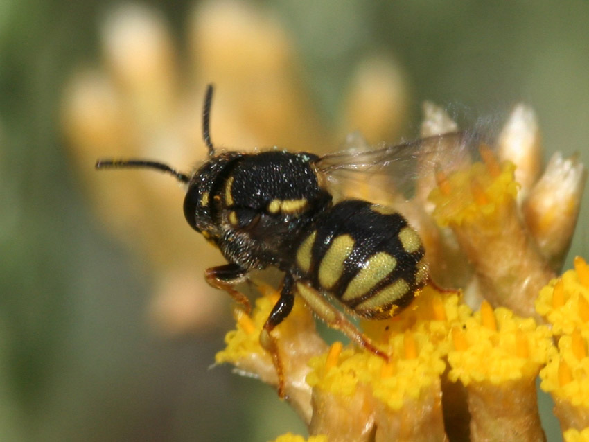 Apidae megachilinae: Stelis signata, parassita di Anthidiellum strigatum