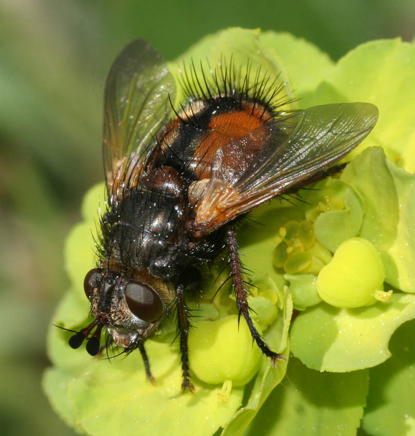 Tachina cf. magnicornis