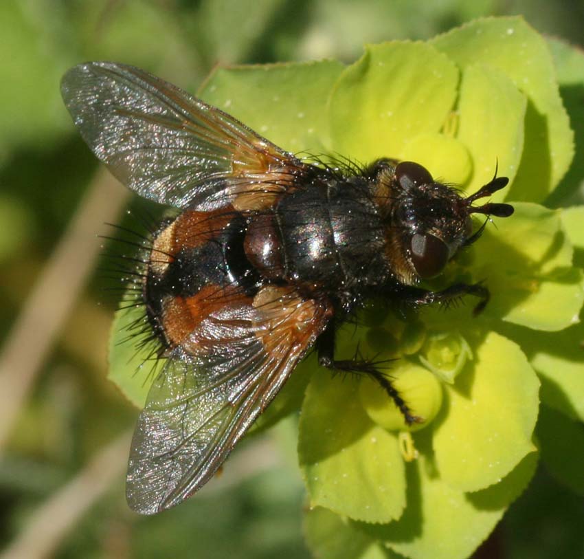 Tachina cf. magnicornis