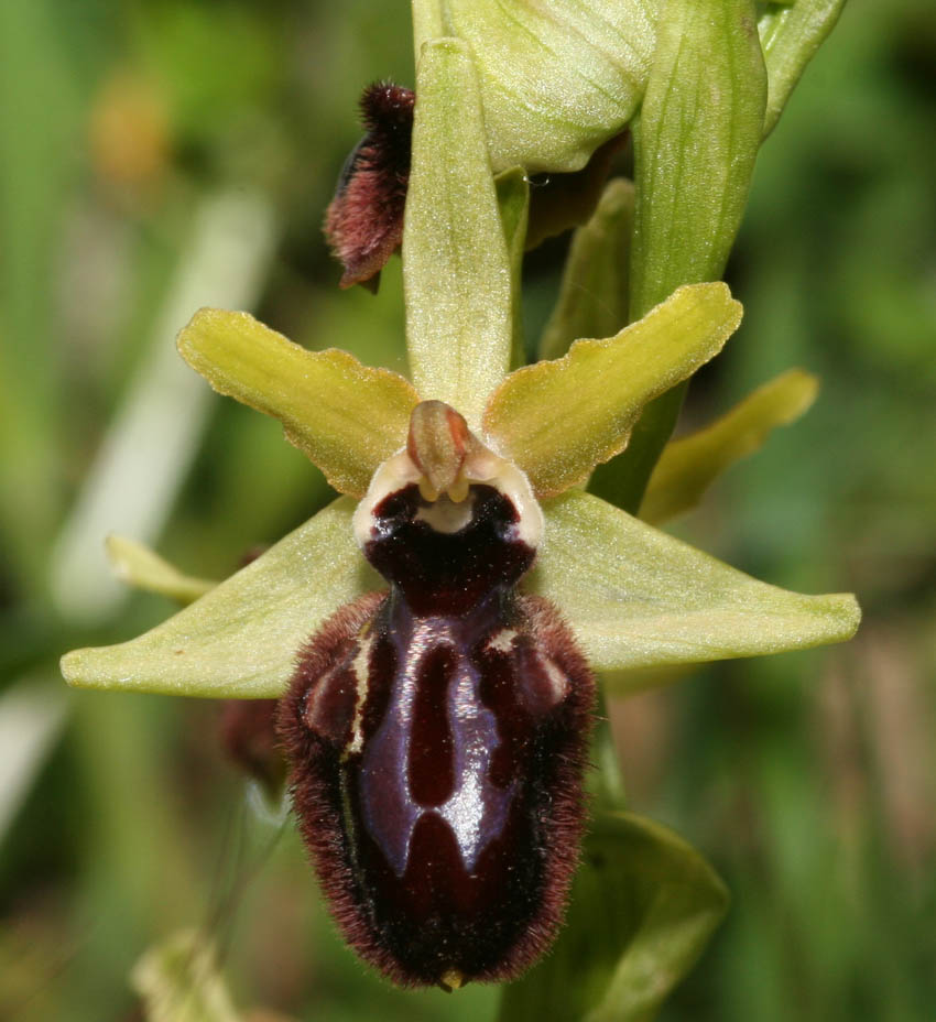 Ophrys incubacea o passionis?