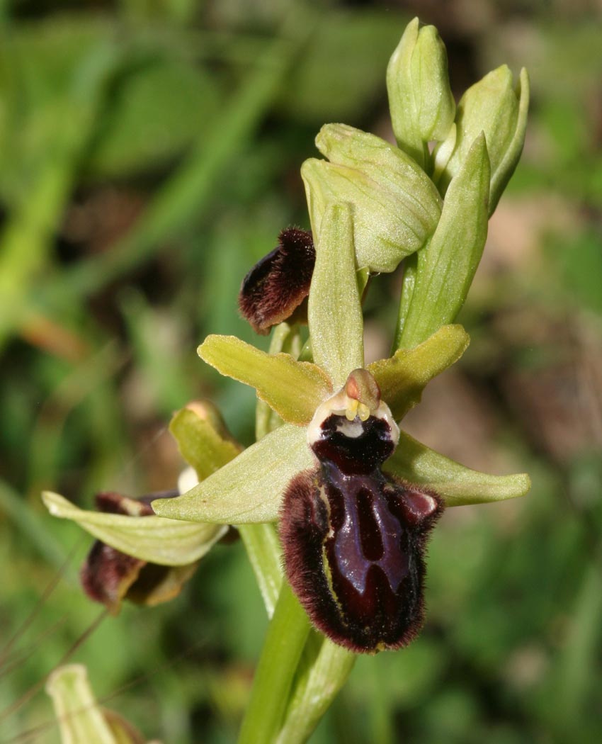 Ophrys incubacea o passionis?