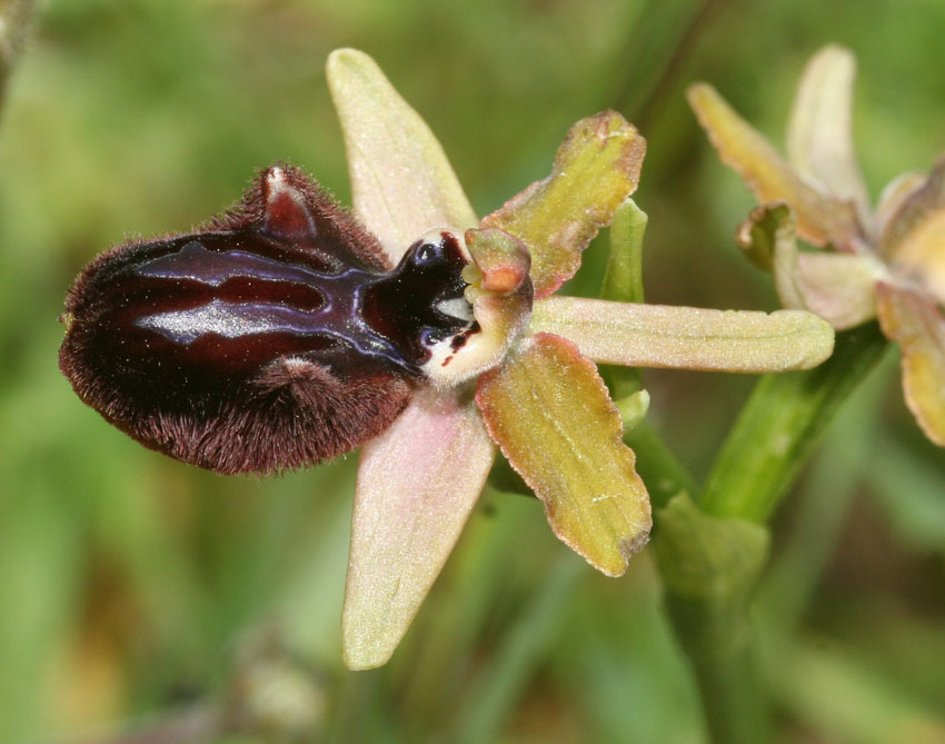 Ophrys incubacea o passionis?