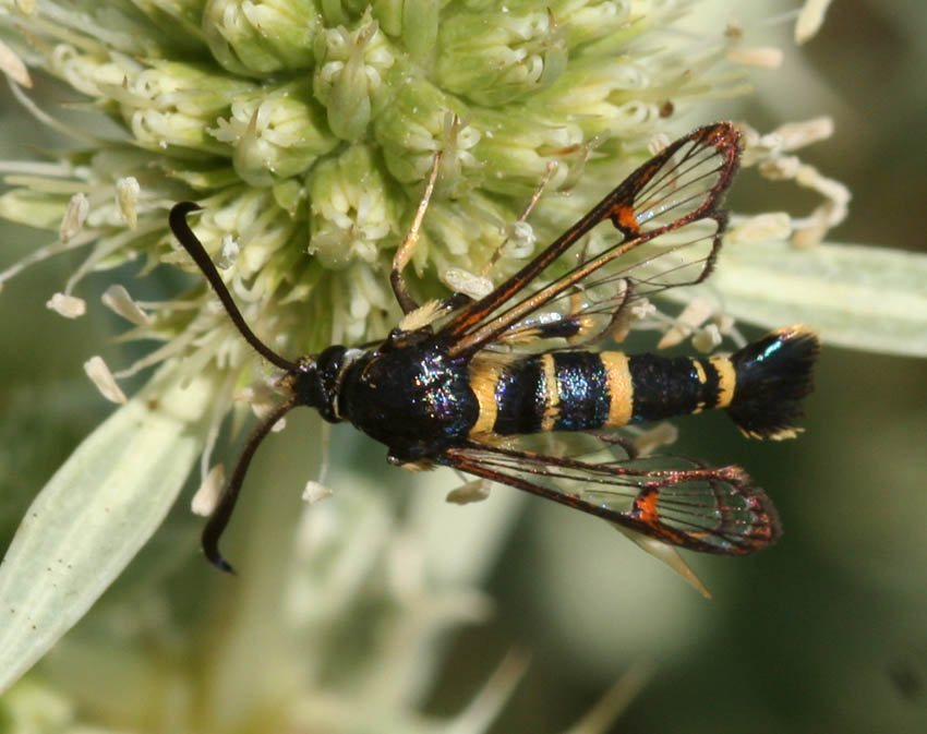 Synanthedon vespiformis?