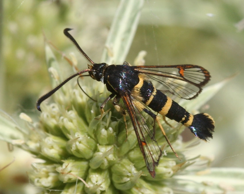 Synanthedon vespiformis?