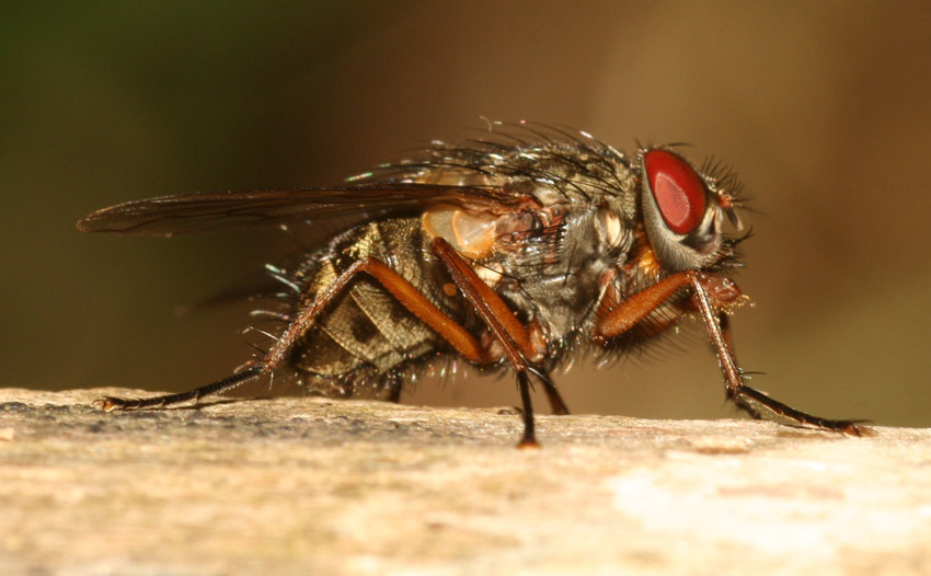 Phaonia valida M e F (Muscidae)