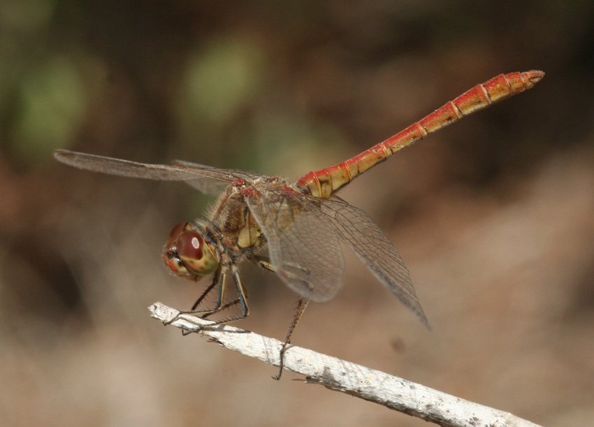 Sympetrum meridionale maschio