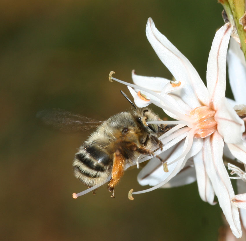 Anthophora dispar F (Apidae Anthophorinae)