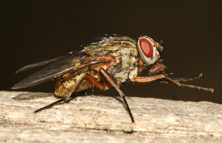 Phaonia valida M e F (Muscidae)