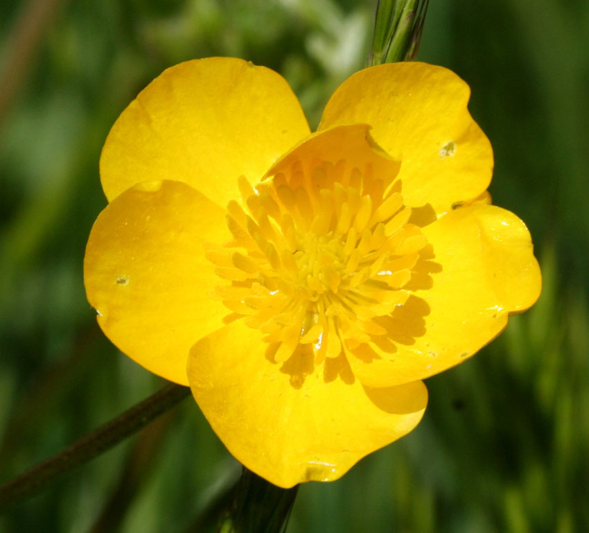 Ranunculus 1