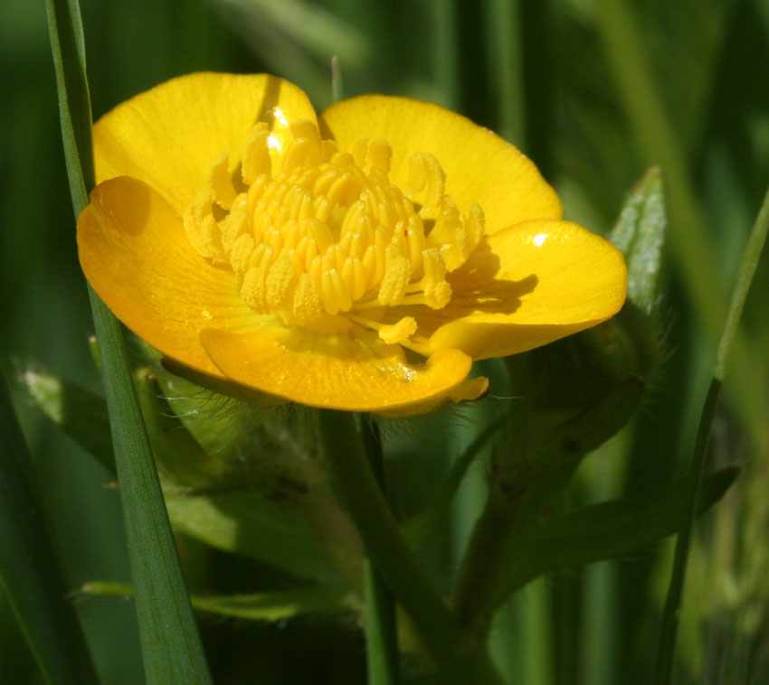 Ranunculus 1