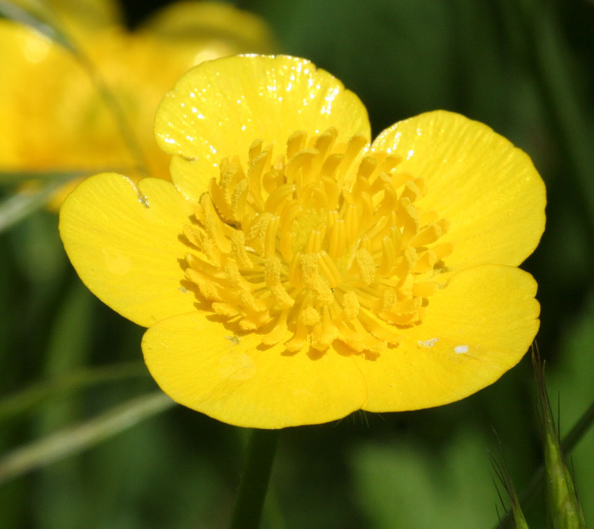 Ranunculus 1