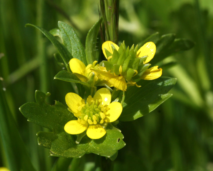 Ranunculus muricatus