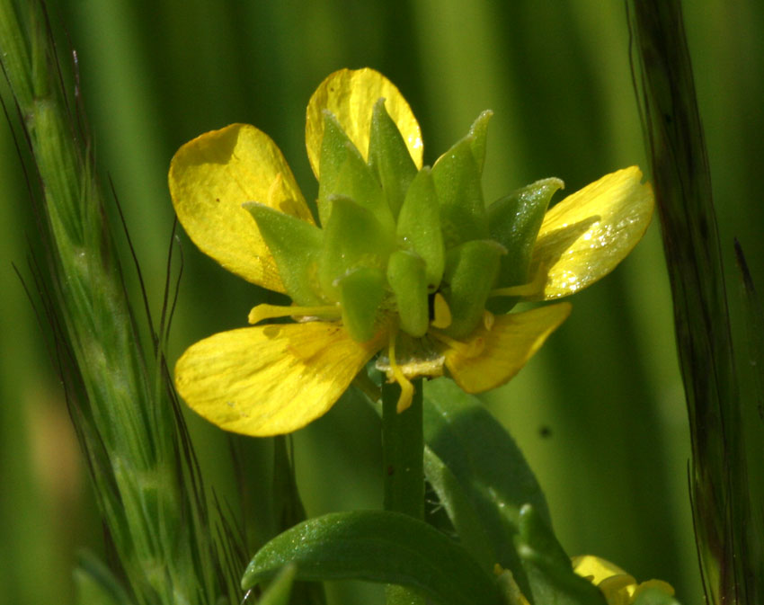 Ranunculus muricatus