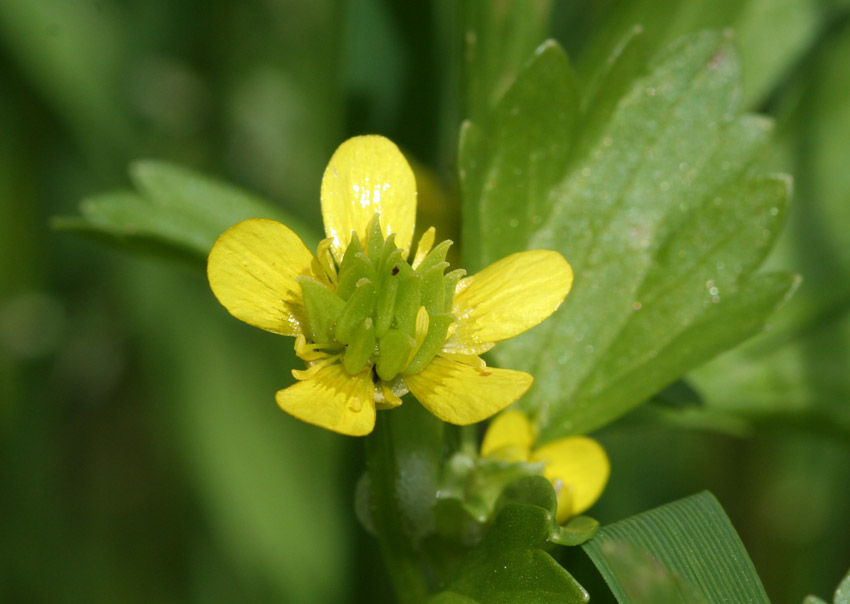 Ranunculus muricatus