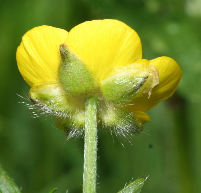 Ranunculus 1