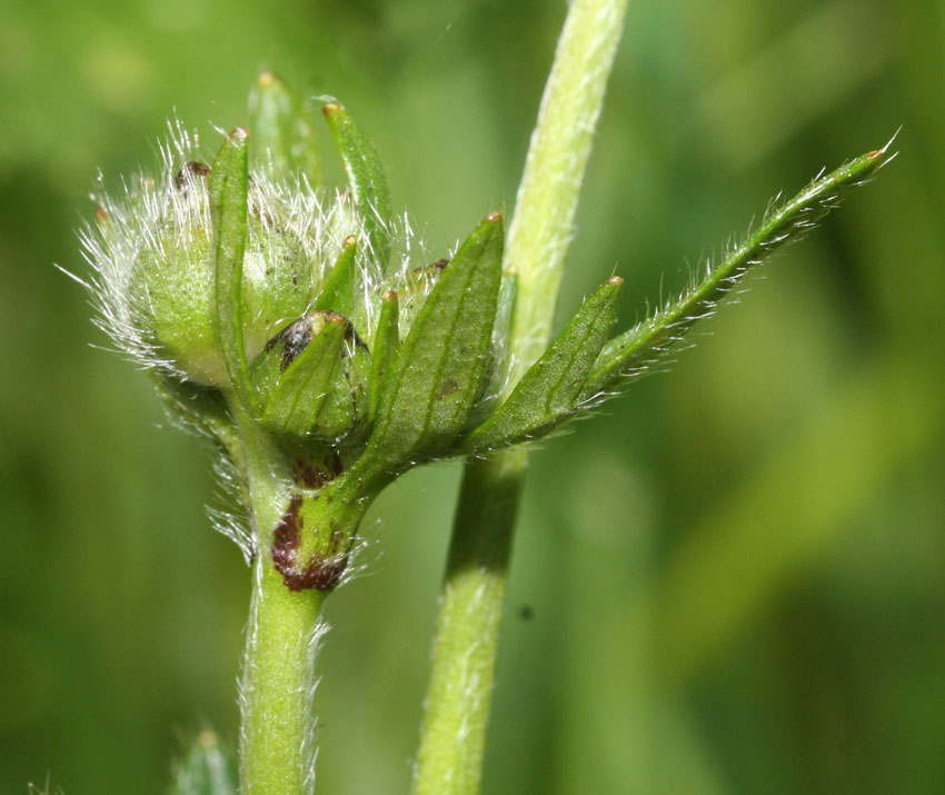 Ranunculus 1