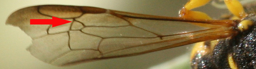 Phylanthus coronatus e altro imenottero