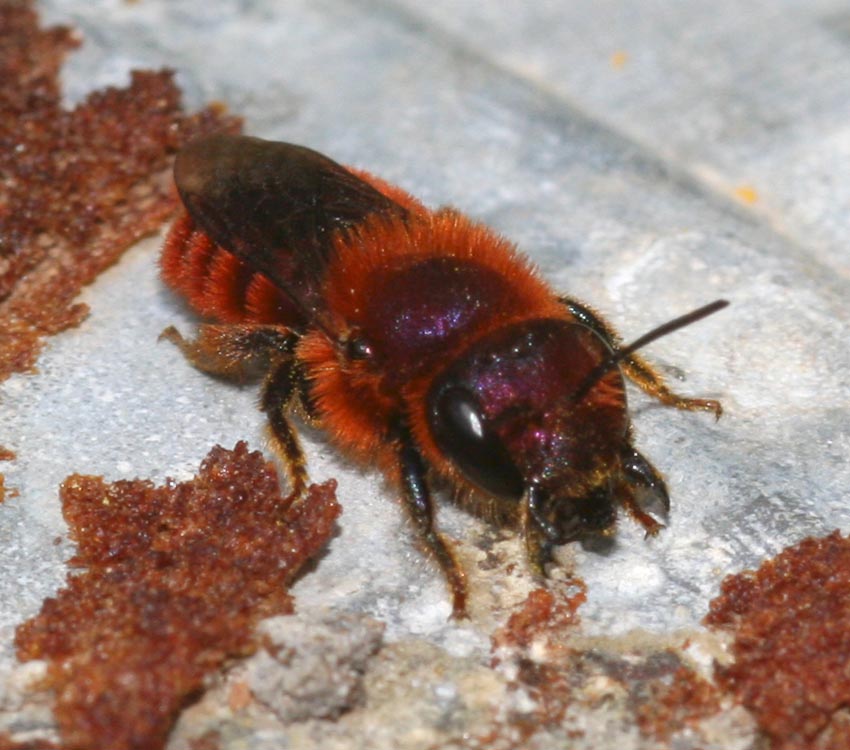 Piccolo imenottero rosso: Osmia cfr. ferruginea (Apidae Megachilinae)