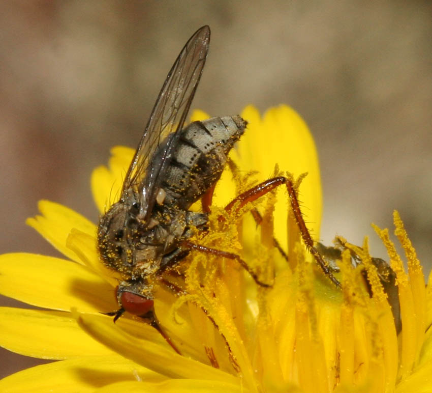 Empis (Euempis) picipes ♀ (Empididae)