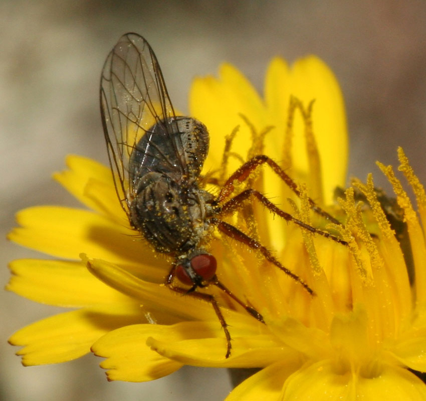 Empis (Euempis) picipes ♀ (Empididae)