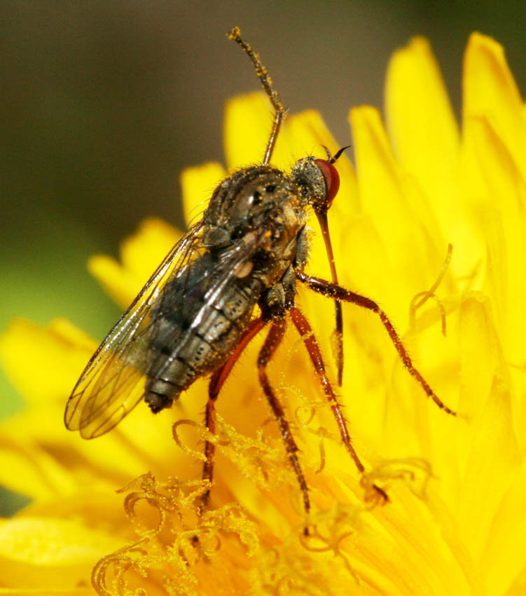 Empis (Euempis) picipes ♀ (Empididae)