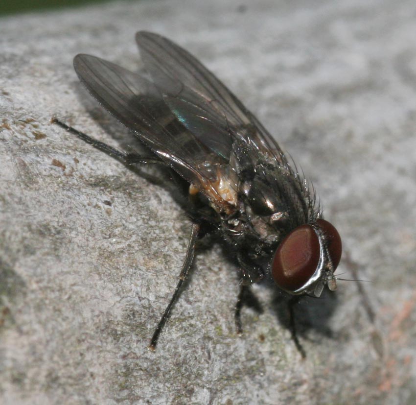 Fannia sp. M (Fanniidae)