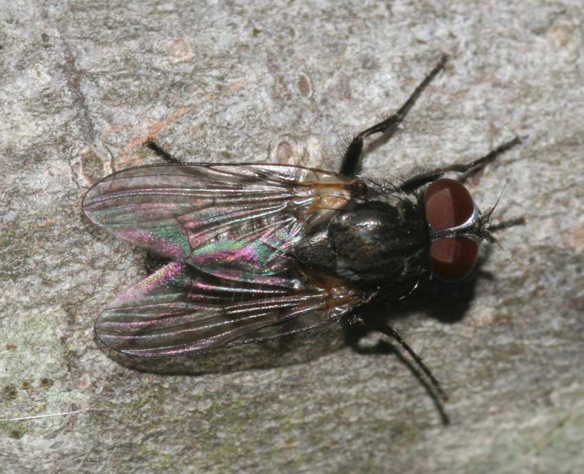 Fannia sp. M (Fanniidae)