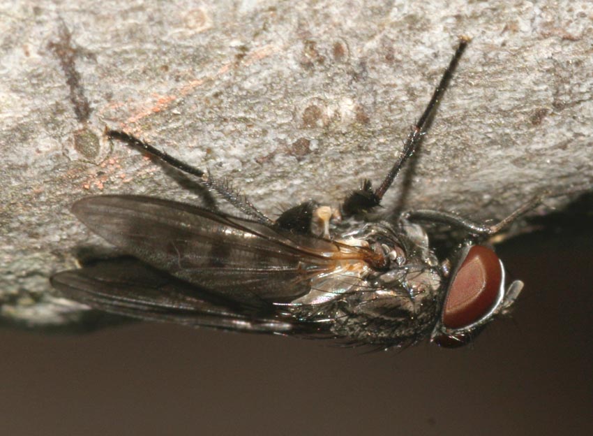 Fannia sp. M (Fanniidae)