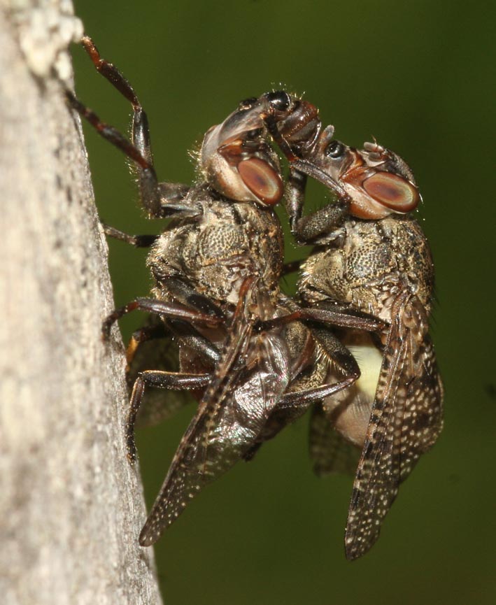 Romantico accoppiamento: Platystoma sp. (Platystomatidae)