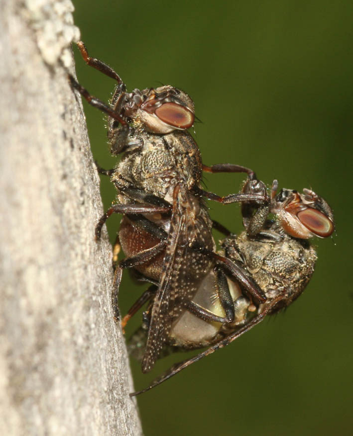 Romantico accoppiamento: Platystoma sp. (Platystomatidae)