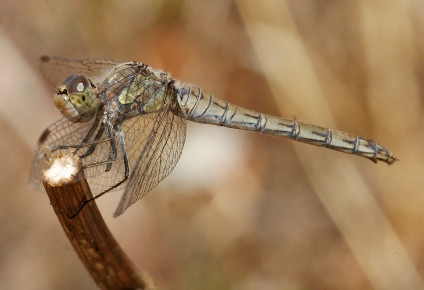 Sympetrum striolatum femmina