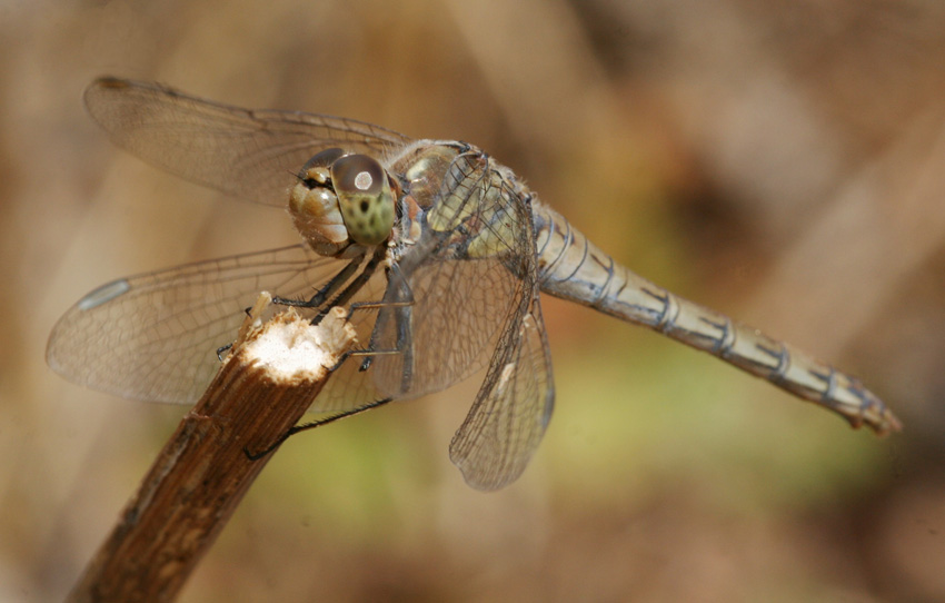 Sympetrum striolatum femmina