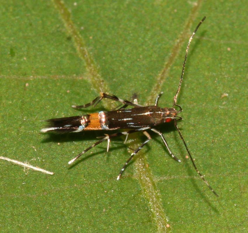 Cosmopterix pulchrimella