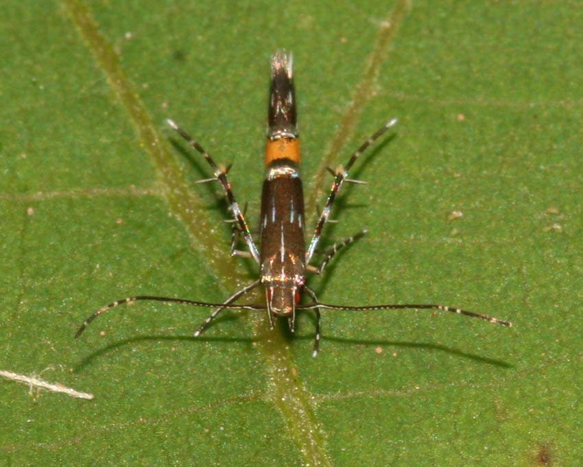 Cosmopterix pulchrimella